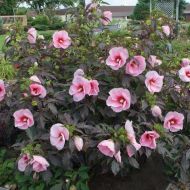 Hibiskus bagienny 'Summer Storm' (Hibiscus moscheutos) - hibiscus_moscheutos__summer_storm_2_[1].jpg
